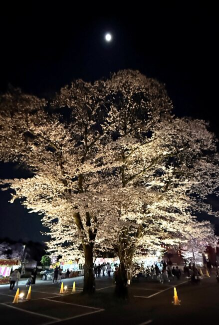 あつぎ飯山桜まつりのライトアップの写真