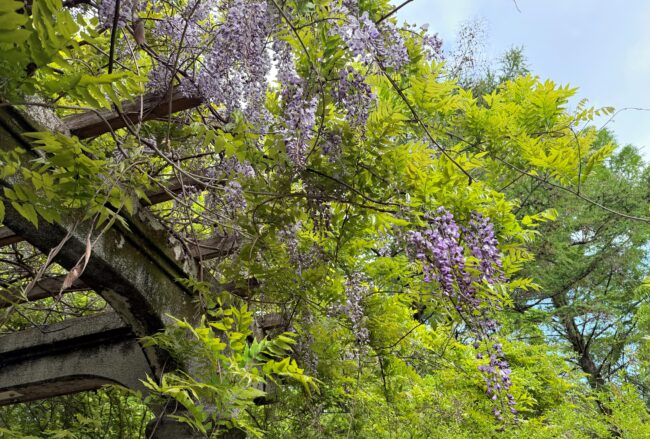 ふじだな公園のシダレフジの写真