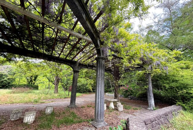 ふじだな公園のシダレフジの写真