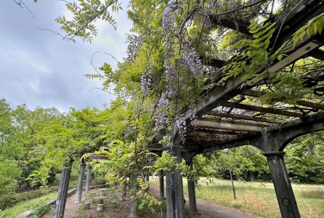 ふじだな公園のシダレフジの写真