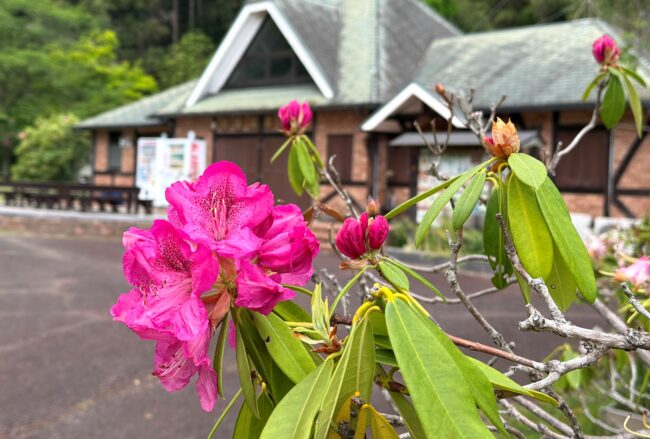 県立七沢森林公園のシャクナゲの写真