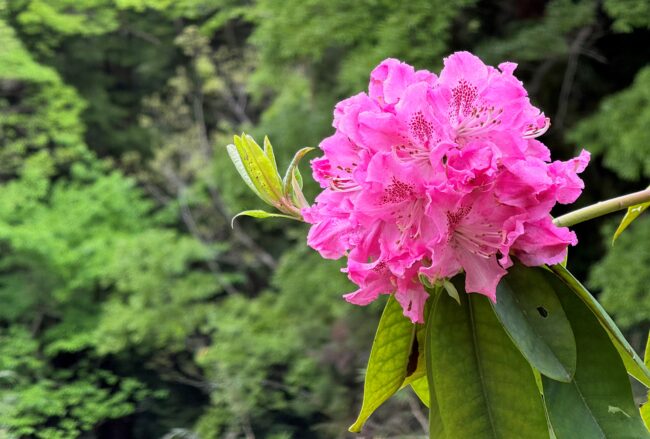 県立七沢森林公園のシャクナゲの写真