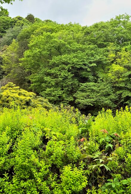 県立七沢森林公園の新緑の写真