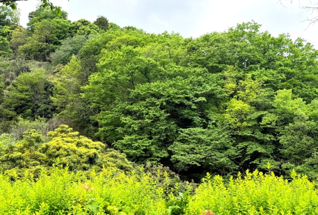 県立七沢森林公園の新緑の写真