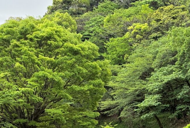 県立七沢森林公園の新緑の写真
