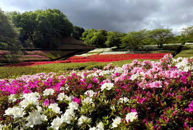あつぎつつじの丘公園のツツジの写真