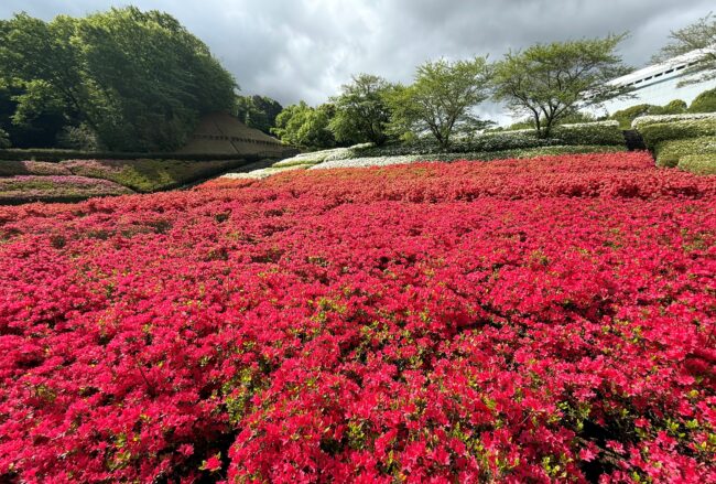 あつぎつつじの丘公園のツツジの写真