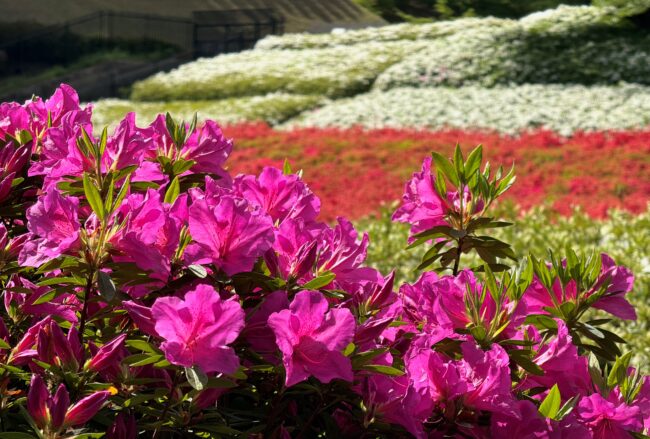 あつぎつつじの丘公園のツツジの写真