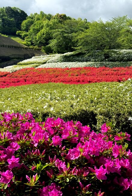あつぎつつじの丘公園のツツジの写真