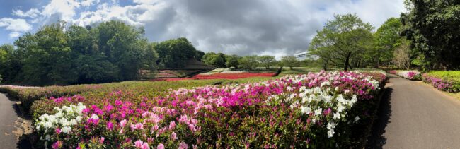 あつぎつつじの丘公園のツツジの写真