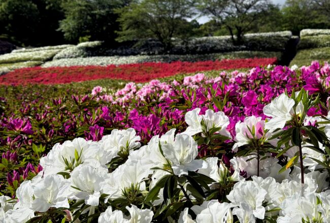 あつぎつつじの丘公園のツツジの写真