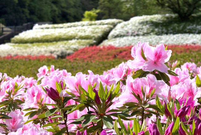 あつぎつつじの丘公園のツツジの写真