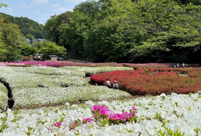 あつぎつつじの丘公園のツツジの写真