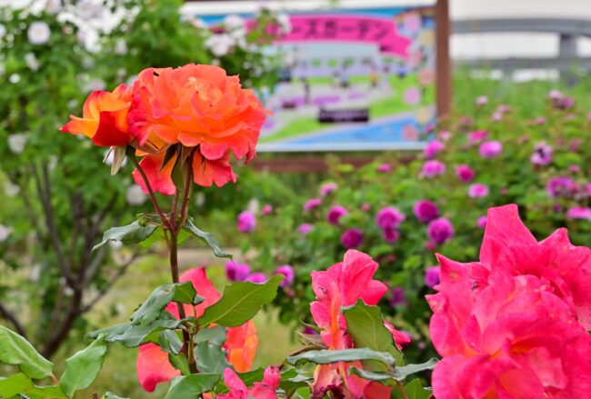 相模川ローズガーデンのバラの写真