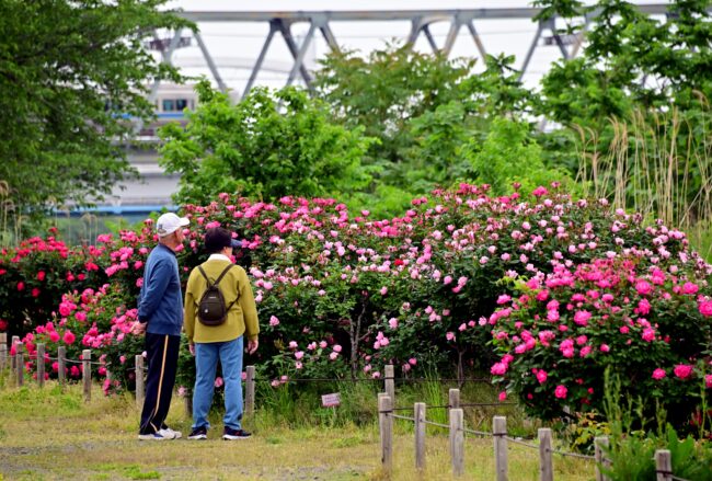 相模川ローズガーデンのバラの写真