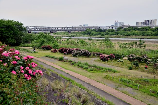 相模川ローズガーデンのバラの写真