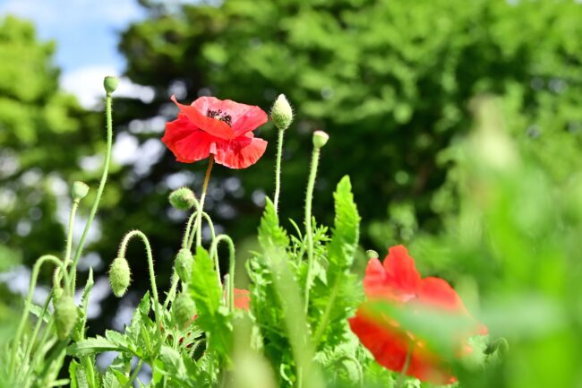 飯山花の里のポピーの写真