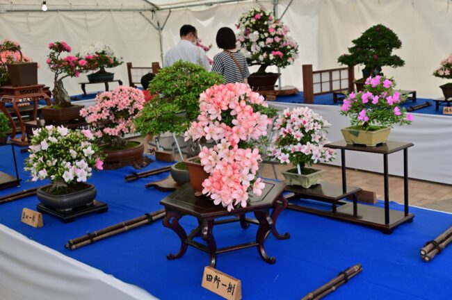 厚木市緑のまつりの写真