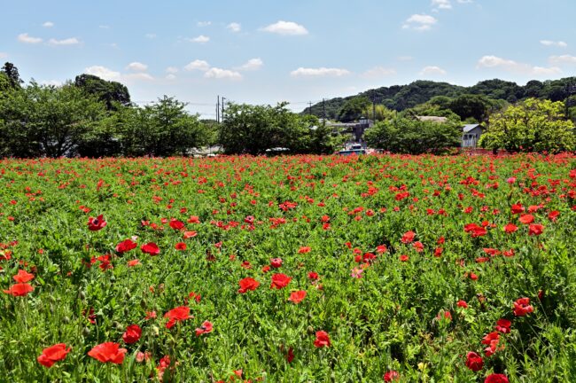 飯山花の里のポピーの写真