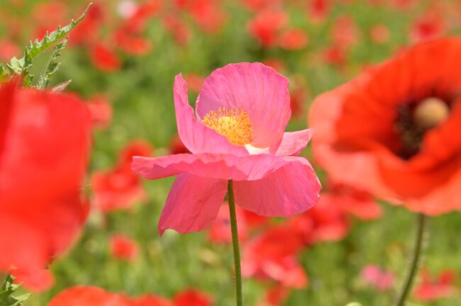 飯山花の里のポピーの写真