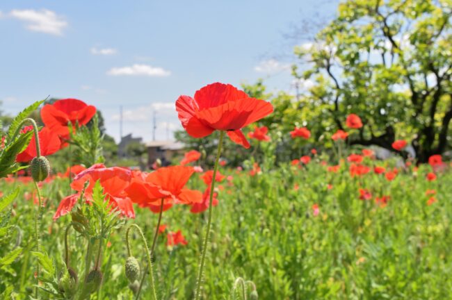飯山花の里のポピーの写真