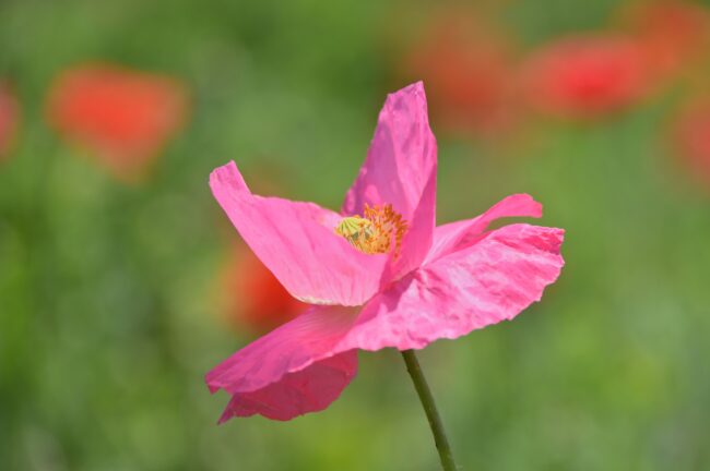 飯山花の里のポピーの写真