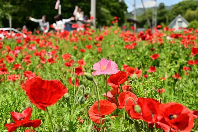 飯山花の里のポピーの写真