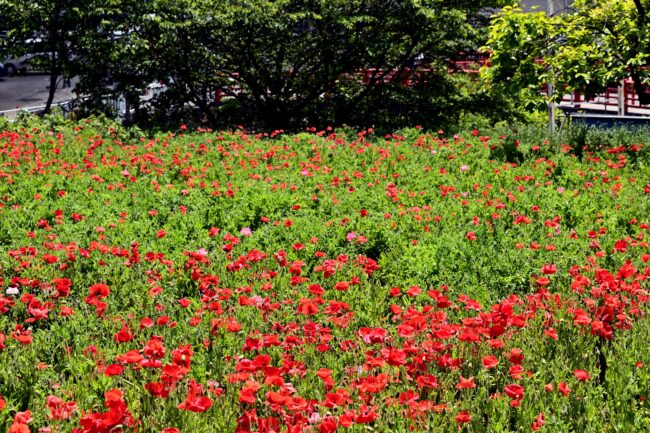 飯山花の里のポピーの写真