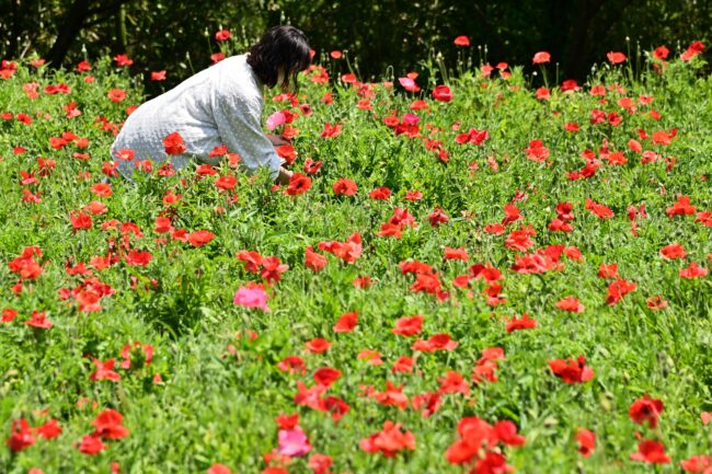 飯山花の里のポピーの写真