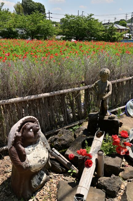 飯山花の里のポピーの写真