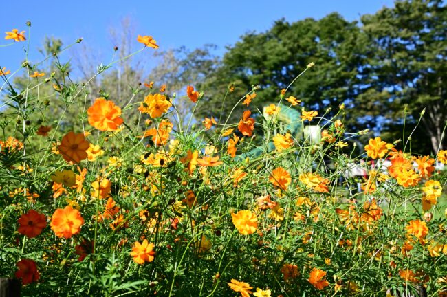 荻野運動公園のコスモスの写真