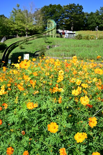 荻野運動公園のコスモスの写真