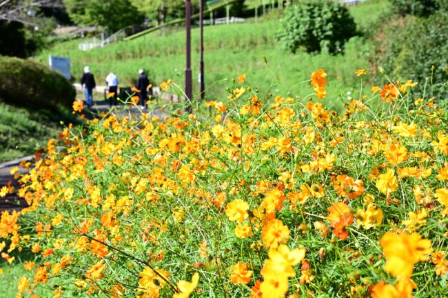荻野運動公園のコスモスの写真