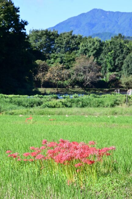 中荻野のヒガンバナの写真