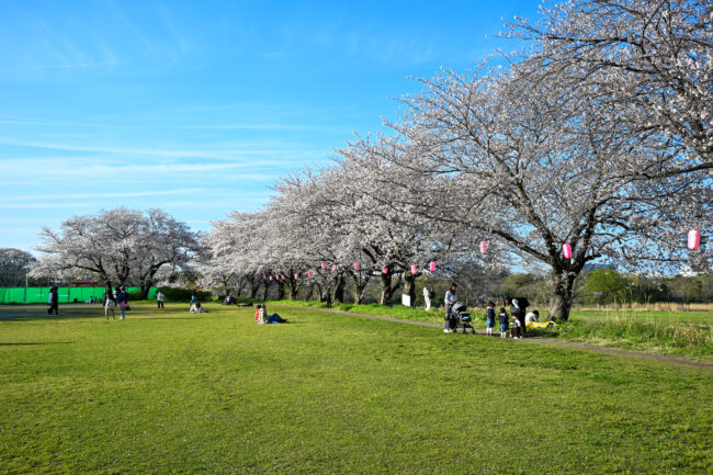 三川合流の桜