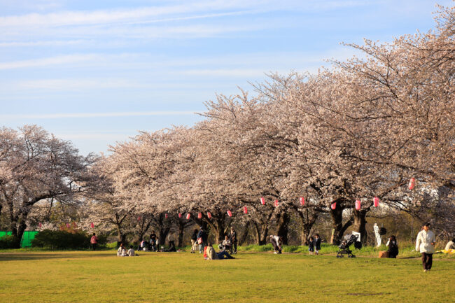 三川合流地点の桜