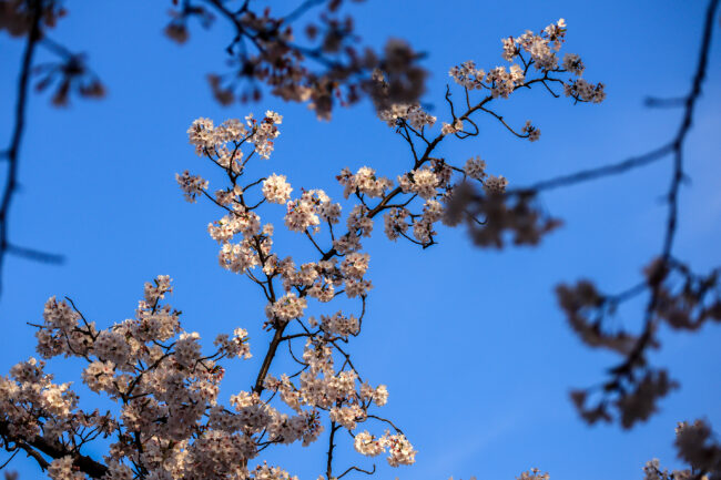 三川合流地点の桜