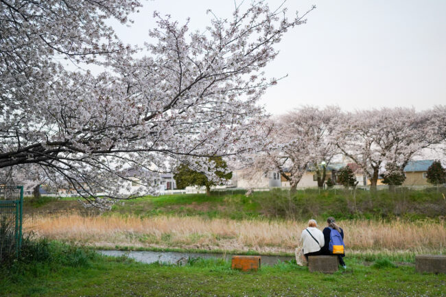 小鮎川の桜