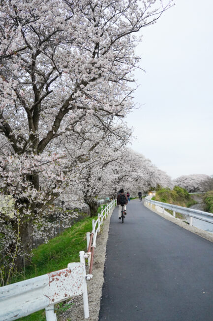 小鮎川の桜