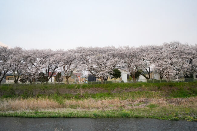 小鮎川の桜