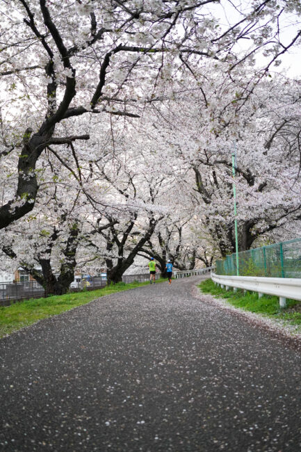 小鮎川の桜