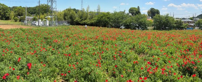 飯山花の里のポピーの写真