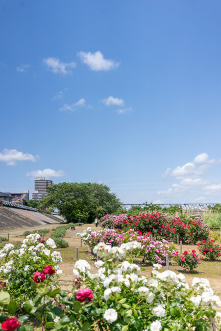 相模川ローズガーデンのバラ