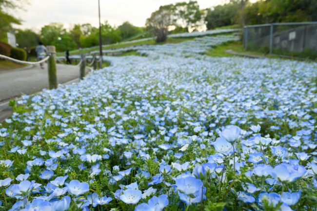 荻野運動公園のネモフィラ