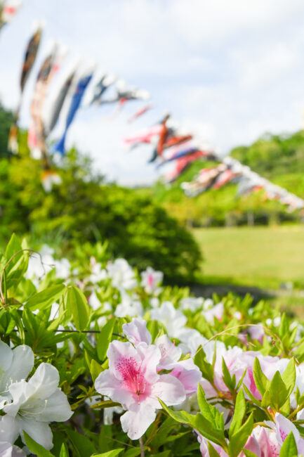 若宮公園のこいのぼり