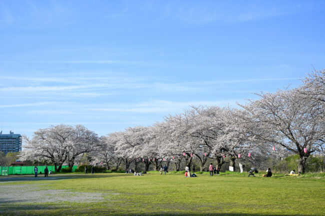 三川合流点の桜