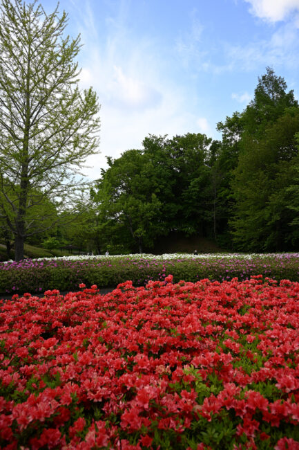 つつじの丘公園のつつじ