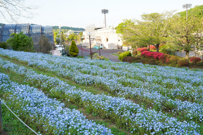 荻野運動公園のネモフィラ