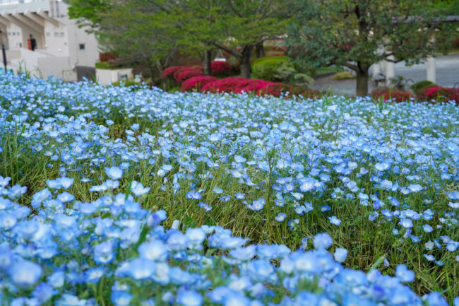 荻野運動公園のネモフィラ