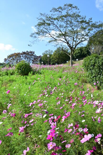 荻野運動公園のコスモスの写真